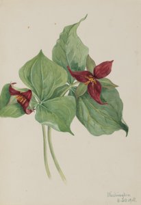 Rotes Trillium (Trillium erectum)