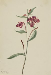 Rotes Weidenröschen Epilobium latifolium