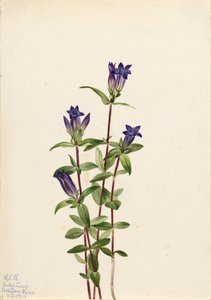 Ufer-Gentian Gentiana affinis, 1924