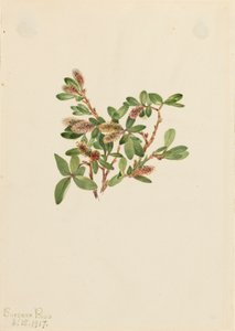 Felsen-Weide Salix petrophila, 1917