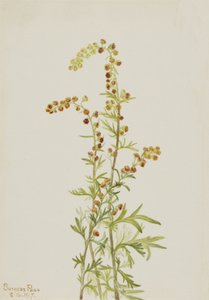 Felsen-Wermut Artemisia discolor, 1917 von Mary Vaux Walcott