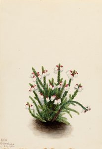 Rocky Mountain Cassiope