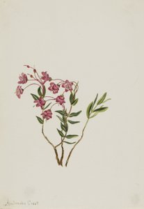 Rocky Mountain Kalmia (Kalmia microphylla) von Mary Vaux Walcott