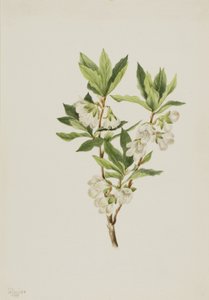 Rocky Mountain Rhododendron Rhododendron albiflorum, 1901 von Mary Vaux Walcott