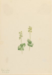 Rocky Mountain Twayblade (Ophrys necrophylla) von Mary Vaux Walcott