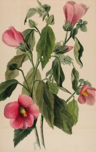 Rosenenzian Sabbatia angularis, 1880