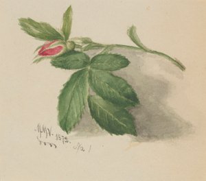 Rosebud von Mary Vaux Walcott