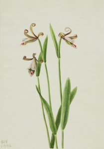 Knospen-Orchidee Pogonia divaricata, 1926