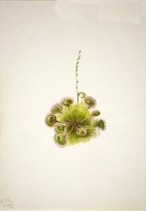 Rundblättriger Sonnentau Drosera rotundifolia