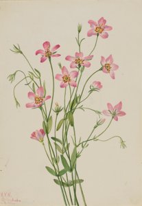 Salzwiesen-Rosenwurz (Sabbatia stellaris) von Mary Vaux Walcott
