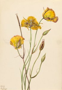San Diego Mariposa Calochortus weedii, 1925 von Mary Vaux Walcott