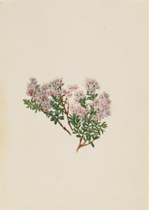 Sandmyrte, ca. 1930er Jahre von Mary Vaux Walcott