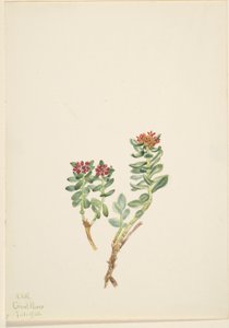 Sanifoiga adscendeus von Mary Vaux Walcott