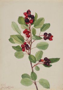 Felsenbirne (Amelanchier alnifolia)