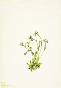 Saxifrage Saxifraga caespitosa von Mary Vaux Walcott
