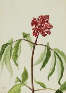 Roter Holunder Sambucus pubens, 1922