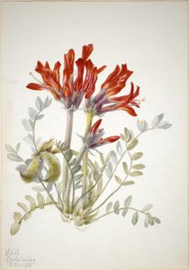 Scharlachroter Loco (Astragalus coccineus)