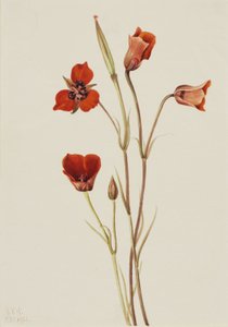 Scharlachrote Mariposa (Calochortus kennedyi) von Mary Vaux Walcott