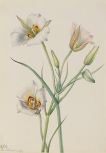 Sego-Lilie Calochortus nuttallii, 1933 von Mary Vaux Walcott