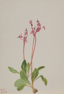 Sternschnuppe (Dodecatheon hendersonii)