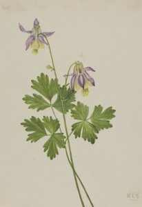 Kurzspornige Akelei Aquilegia brevistyla, 1907 von Mary Vaux Walcott