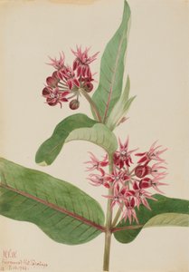 Prachtige Seidenpflanze Asclepias speciosa, 1923