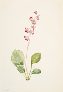 Showy Pyrolla Pyrola asarifolia, ca. 1903