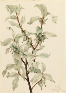 Silberbeere (Elaeagnus commutata)