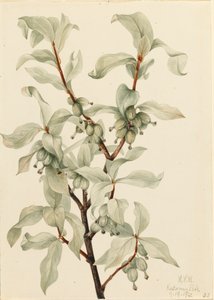 Silberbeere Elaeagnus commutata, 1922