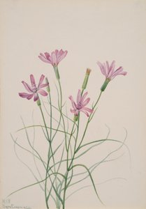 Skelettkraut Lygodesmia grandiflora, 1931
