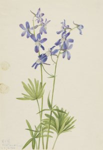 Schlanker Rittersporn (Delphinium depauperatum)