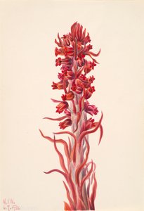 Schneepflanze Sarcodes sanguinea