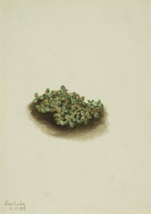 Schnee-Weide Salix nivalis, 1918