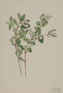Schneebeere (Symphoricarpos albus)
