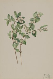 Schneebeere Symphoricarpos albus, 1918