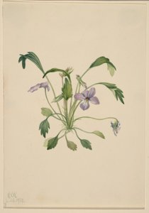 Südliches Vogel-Fuß-Veilchen (Viola digitata)