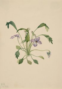 Südliches Vogel-Fuß-Veilchen Viola digitata, 1922