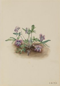 Südliche Küstenveilchen (Viola septemloba)