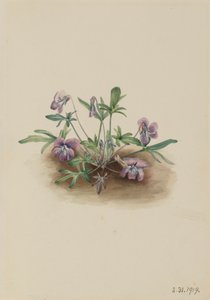 Südliche Küstenveilchen Viola septemloba, 1919