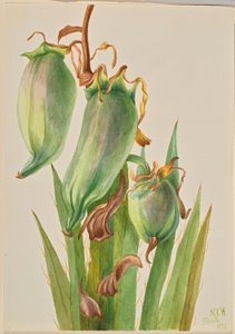 Spanisches Bajonett (Yucca baccata)