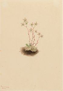 Gefleckte Steinbrech Saxifraga bronchialis, 1903