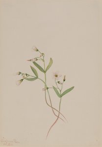 Frühlingsschönheit Claytonia lanceolata, 1916