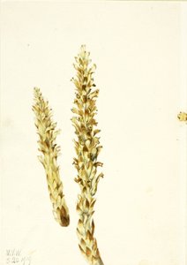 Squawroot Conopholis americana, 1919 von Mary Vaux Walcott