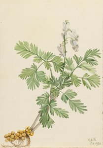 Squirrel Corn Bikukulla canadensis, 1920 von Mary Vaux Walcott