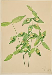 Erdbeerstrauch (Euonymus americanus) von Mary Vaux Walcott