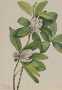 Sumpf-Magnolie (Magnolia virginiana)