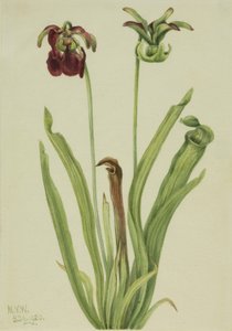 Süßer Schlauch (Sarracenia rubra)