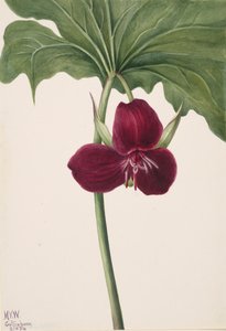 Süßes Trillium Trillium vasyi, 1934 von Mary Vaux Walcott