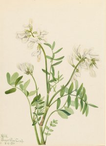 Süßklee Hedysarum mackenzii, 1921