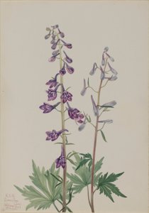 Hoher Rittersporn (Delphinium elongatum)